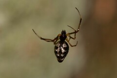 Argyrodes