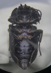 Stenomorpha opaca