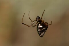 Argyrodes
