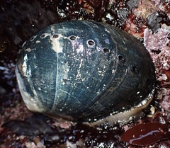 Haliotis cracherodii