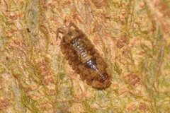 Armadillidae