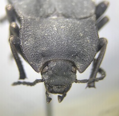 Stenomorpha opaca