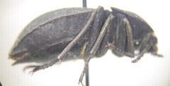 Stenomorpha opaca