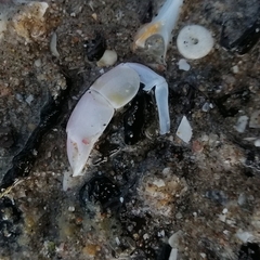 Gilvossius tyrrhenus