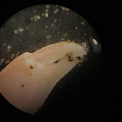 Gilvossius tyrrhenus