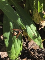 Polistes humilis