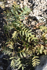 Senna orcuttii