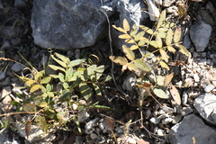 Senna orcuttii