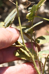 Senna orcuttii