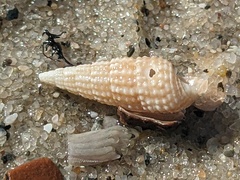 Cacozeliana granarium