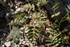 Senna orcuttii
