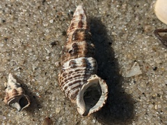 Batillaria australis