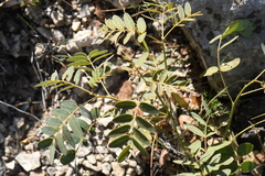 Senna orcuttii
