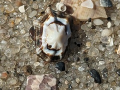 Patelloida latistrigata