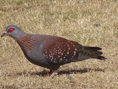 Columba guinea phaeonota