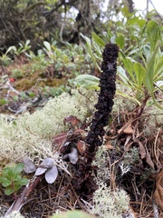 Allotropa virgata
