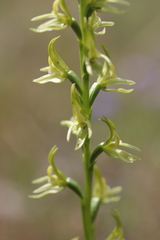 Prasophyllum maccannii