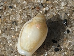 Austroginella muscaria