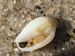 Austroginella muscaria