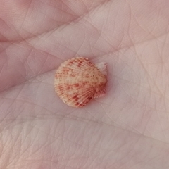 Aequipecten opercularis