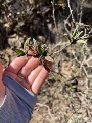 Diplacus parviflorus