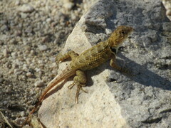 Sceloporus zosteromus