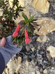 Diplacus parviflorus