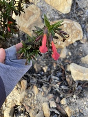 Diplacus parviflorus