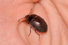 Celibe exulans