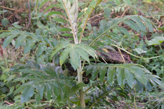 Bocconia frutescens