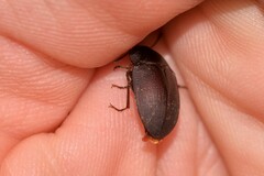 Celibe exulans