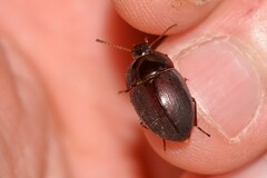Celibe exulans