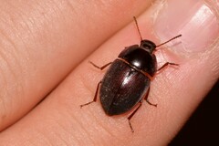 Celibe exulans