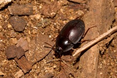 Celibe exulans