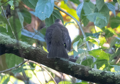 Turdus plebejus