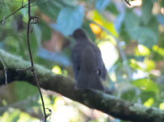 Turdus plebejus
