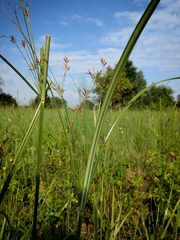 Cyperus longus