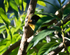 Semnornis frantzii