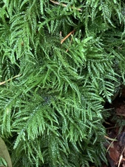 Kindbergia oregana