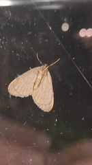 Operophtera