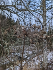 Heracleum mantegazzianum