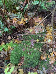 Kindbergia oregana