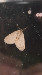 Operophtera