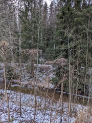 Heracleum mantegazzianum