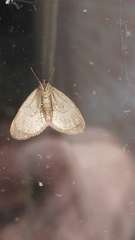 Operophtera