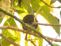 Semnornis frantzii
