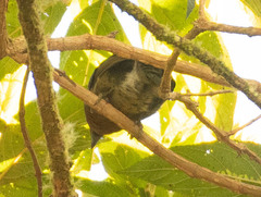 Semnornis frantzii