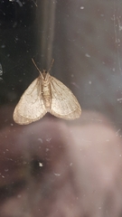 Operophtera