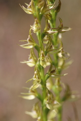 Prasophyllum maccannii