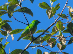 Chlorophonia callophrys